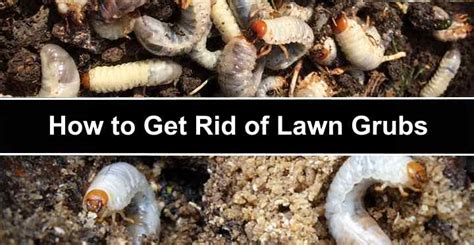 Grubs In Lawn How To Get Rid Of Grubs In The Garden With Pictures