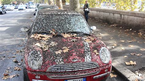 Car Covered In Bird Droppings 1 Major Problem In Rome With Thousands