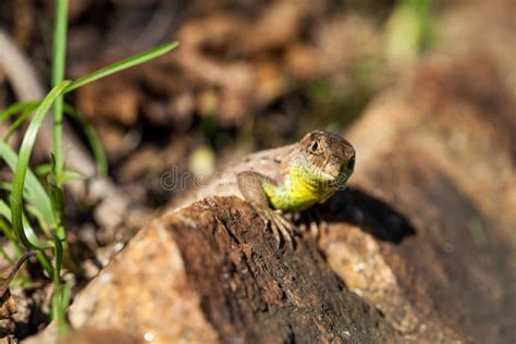 Agile Lizard In Its Natural Habitat Stock Photo Image Of Ground