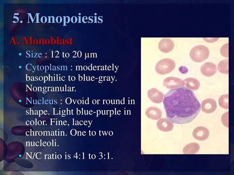 Practical Hematology Lab Normal Cell Maturation Ppt Download