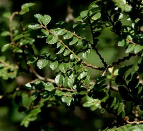 Ulmus Parvifolia Seiju Dwarf Chinese Elm Tree Kigi Nursery