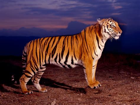 Dangerous Tigers Wild Animal Wild Life