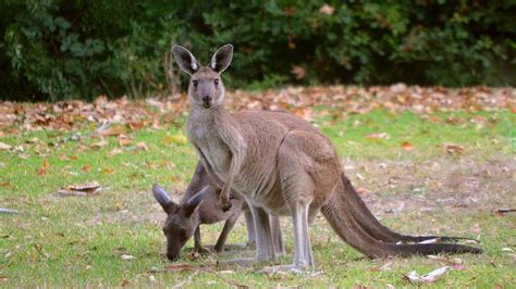 Australias T Rex The Kangaroo More Alike Than You Think Early Stem