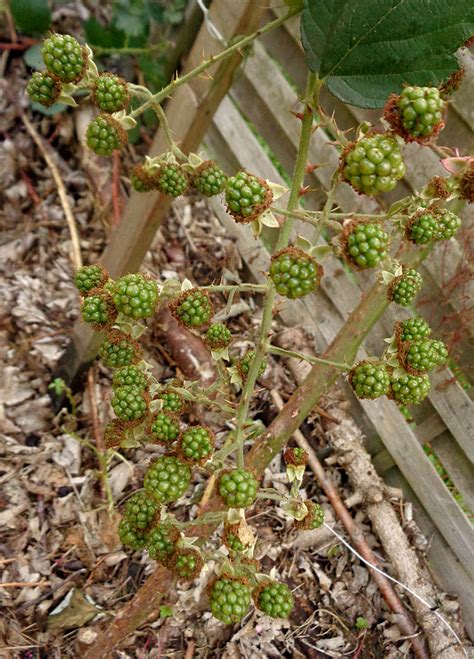 Reifen sollen all das bieten. 58 HQ Pictures Wann Sind Brombeeren Reif - Jetzt In Saison ...