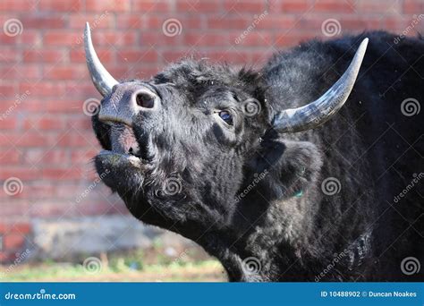 Cow Mooing Stock Photo Image Of Agriculture Mammal 10488902