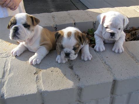 Cute Puppy Dogs: Miniature English Bulldog Puppies