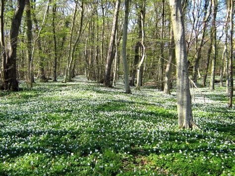 Best of global landscape architecture in your mailbox twice per month! Denmark landscape forest Free stock photos in JPEG (.jpg ...