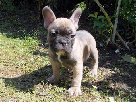 Paws atlanta offers affordable vaccines, flea/tick and heartworm preventatives. French Bulldogs Picture Nc