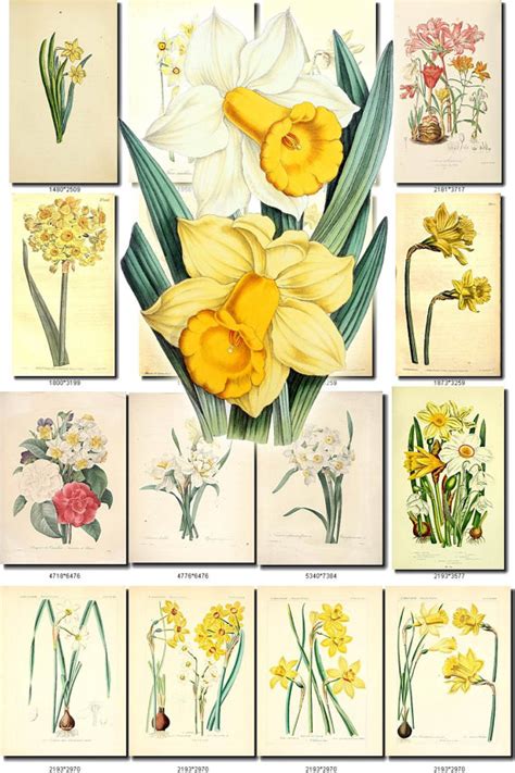 Narcissus 1 Collection Of 80 Vintage Images Botanical Picture Etsy