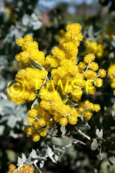 Acacia Podalyrifolia Queensland Silver Wattle