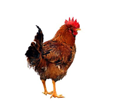 Chicken Bird Png Hd Images Bxkecjq Pngsource