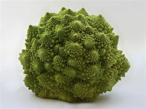 Incredible Examples Of Fractals Found In Nature Photo Gallery