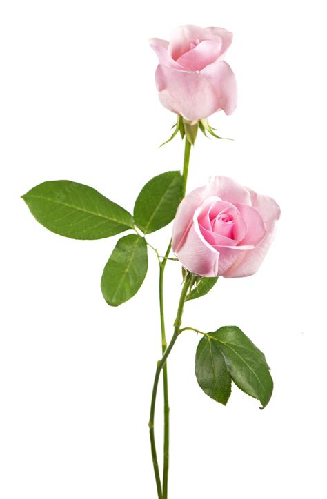 premium photo beautiful pink rose flowers isolated on white background