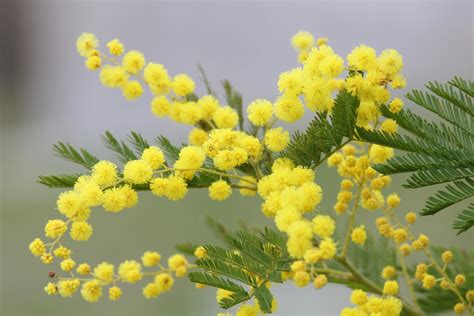Yellow Mimosa Flowers · Free Stock Photo