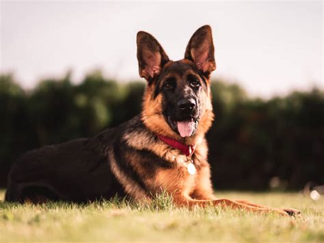An Incredible Compilation Of Over 999 German Shepherd Dog Images In