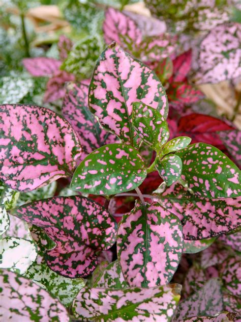 Gardens Polka Dot Plants Add Year Round Color To Shaded Areas