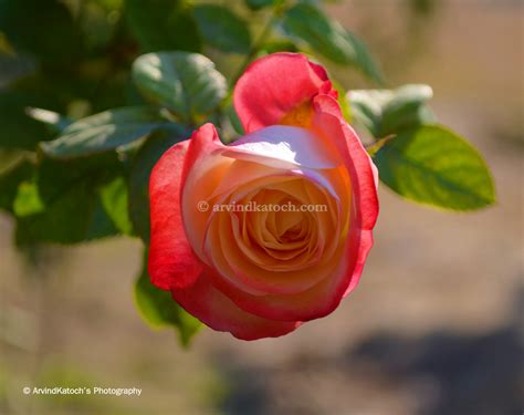 Arvind Katoch Photography Hd Picture Beautiful Rose Bud In White Red
