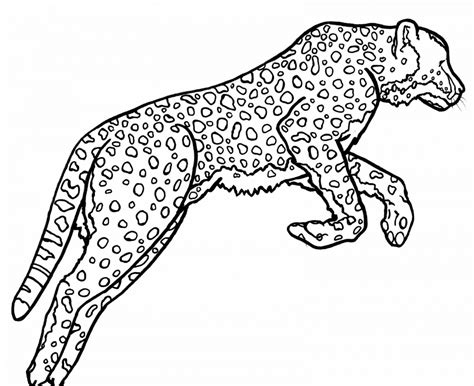 In this drawing lesson we'll show you how to draw a cheetah in 7 easy steps. Раскраска гепард прыгает - скачать раскраску из раздела ...