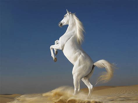 White Horse Standing Two Feet Desktop Wallpaper Full Screen
