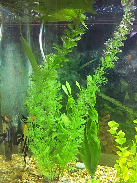 Causes of algae in aquariums. How to get rid of black algae in an aquarium - Ben Lobaugh ...