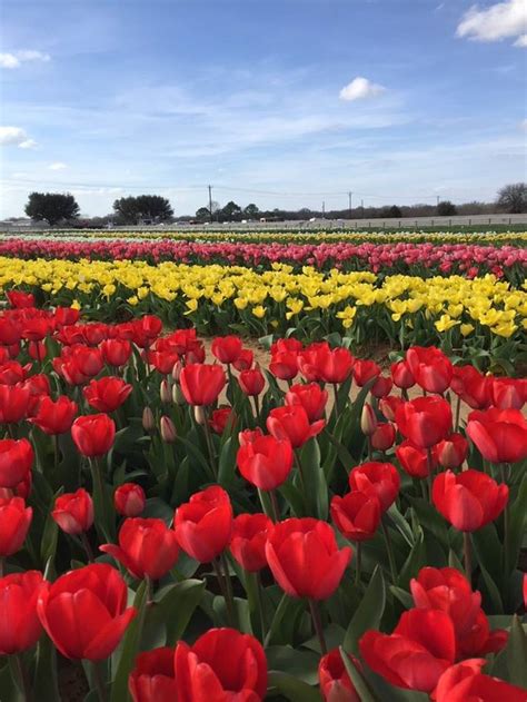 Take A Trip To Texas Tulips A New Tulip Field In Texas