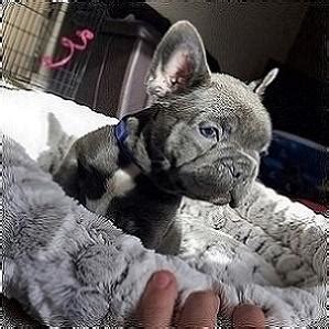 Silver hammer blue french bulldogs is located in the dallas / fort worth metroplex in north central texas. Akc Healthy French Bulldog Puppies for adoption- for Sale ...