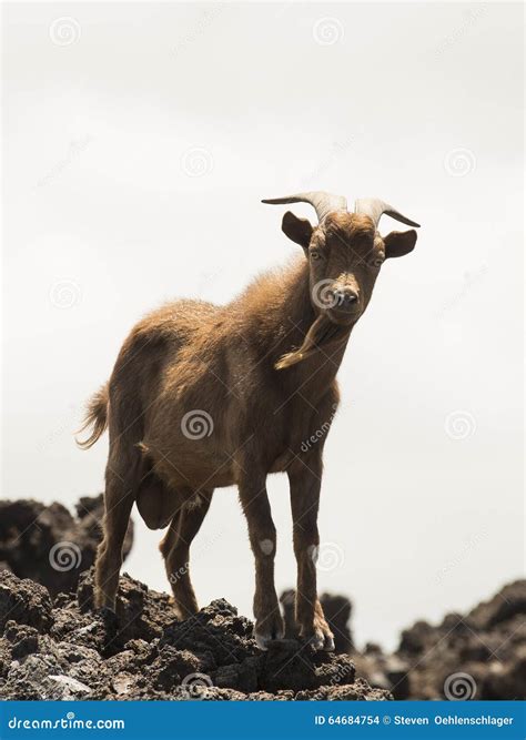Feral Goats In Hawaii Stock Photo - Image: 64684754