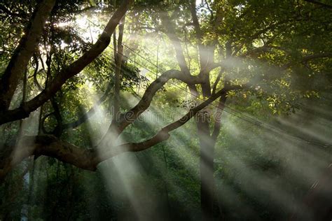 Árvore Velha Mágica Com Raios De Sol Na Manhã Floresta Nevoenta Foto De