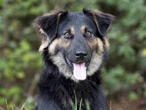 Australian Shepherd Retriever Mix Dog Outdoors On Leash Stock Photo