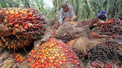Harga kelapa sawit per kg hari ini di indonesia termasuk cukup baik dari semester pertama tahun ini. Peningkatan Ekspor Dorong Kenaikan Harga TBS Kelapa Sawit ...