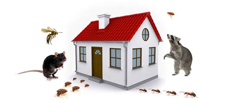 If you have had high pest infestation previously, you need monthly pest why do i need pest control? #1 Pest Control in Waco, TX - Bad 2 the Bugs Pest Control ...