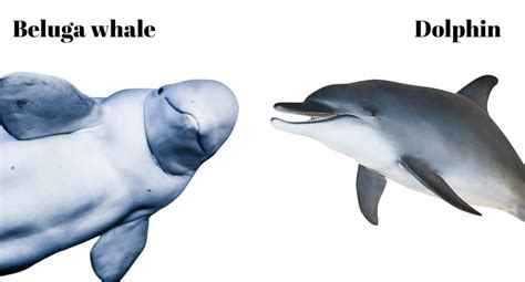 Are Beluga Whales Dolphins Untamedanimals