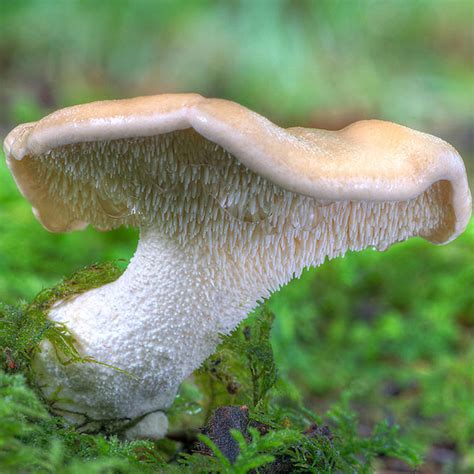 Pied de mouton