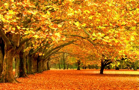 Beautiful Autumn Forest Wallpaper Pc 6765 Wallpaper