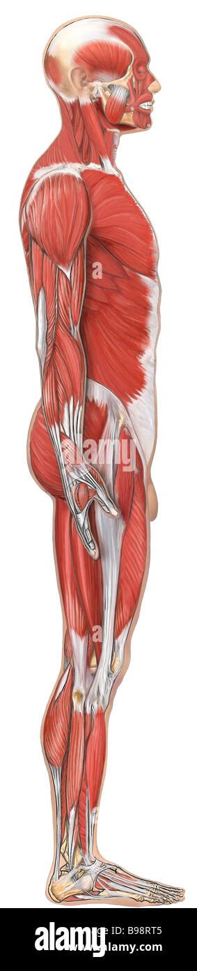 Musculoskeletal System Hi Res Stock Photography And Images Alamy