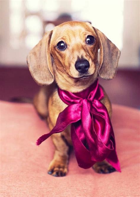 You could expect these puppies to be in the range of 1000 to. Doxin puppys | Cute animals, Dachshund love, Weenie dogs