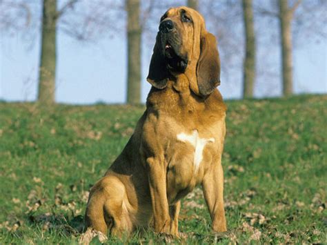 Chien de Saint-Hubert : chien et chiot. Bloodhound, Chien des Flandres ...