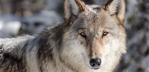 They rap about what ever they want and don't. Sound Library - Wolves - Yellowstone National Park (U.S ...