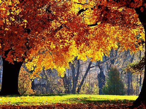 Natural Scene Wallpapers Yellow Leaves Under The Suns Glow Green