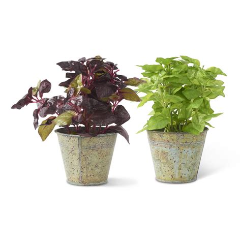 Potted Green Herbs In Metal Pot Salty Home