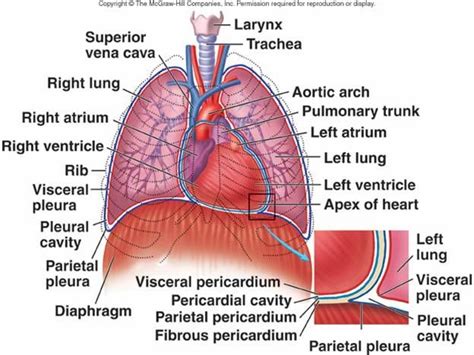 Cardiovascular System I Heart Thoracic Cavity Human Anatomy Systems