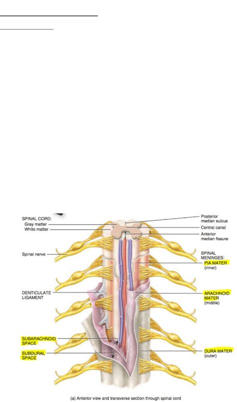 Chapter 13 Spinal Cord And Spinal Nerves Biol 235 Au Studocu