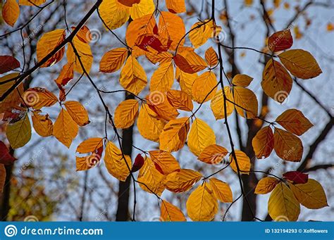 Bright Golden Beech Leafs In The Forest Fagus Stock Image Image Of