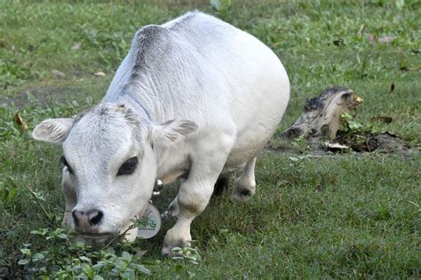 Worlds Smallest Dwarf Cow Draws Crowds In Bangladesh Xinhua