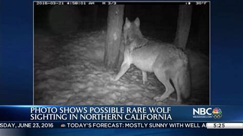 Photo Shows Possible Rare Gray Wolf Sighting In Northern California
