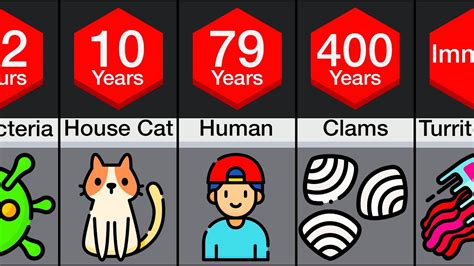 Comparison Animal Lifespans Youtube