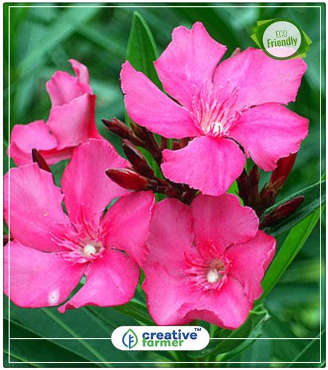 Buy Seeds Nerium Oleander Mia Mix Or Container Gardening Flowering