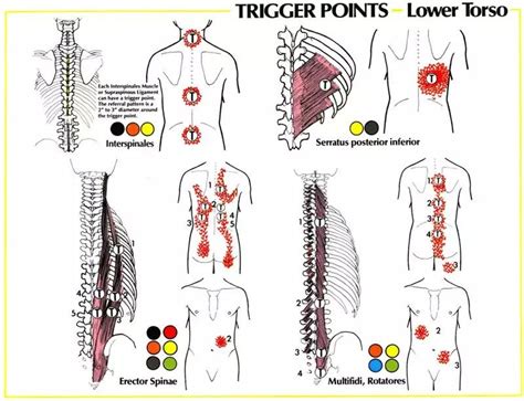 Lower Torso Pain Relief Therapy Neuromuscular Therapy Lower Back