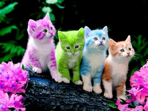 Wallpaper Cute Cats