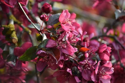Ornamental Apple Tree Blossom Typ Malus Royality Stock Image Image Of